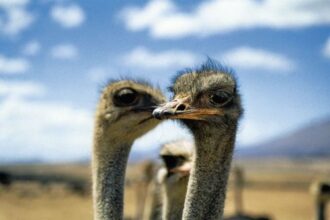 Vogel Strauss