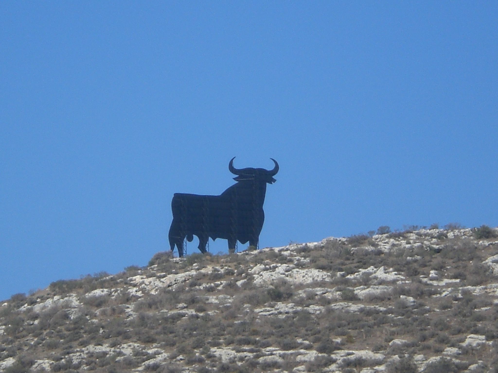 Spanischer Stier