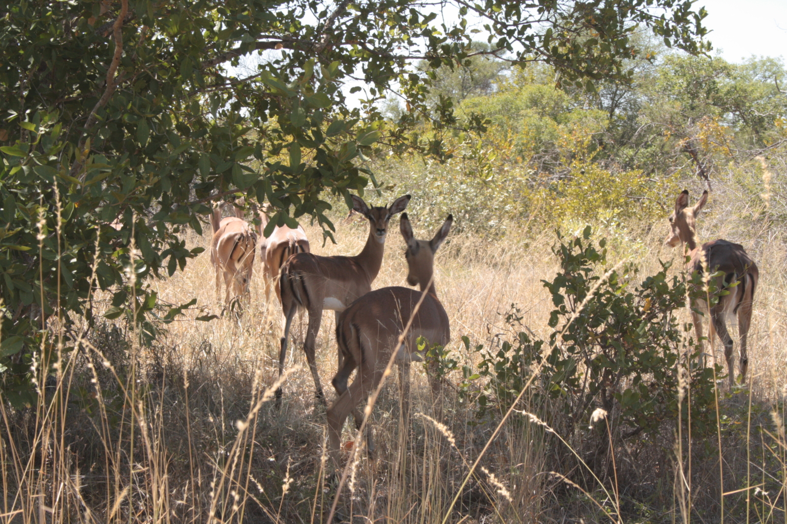 Das Abenteuer Südafrika_Springböcke