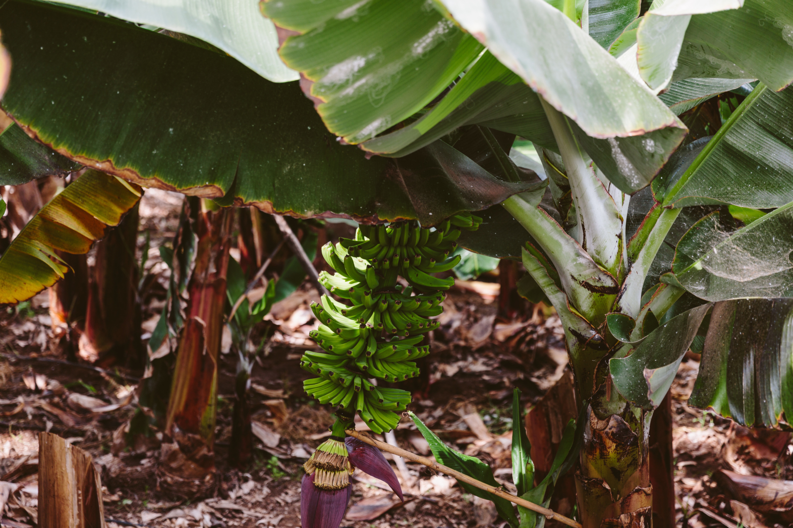 Bananenplantagen Gran Canaria