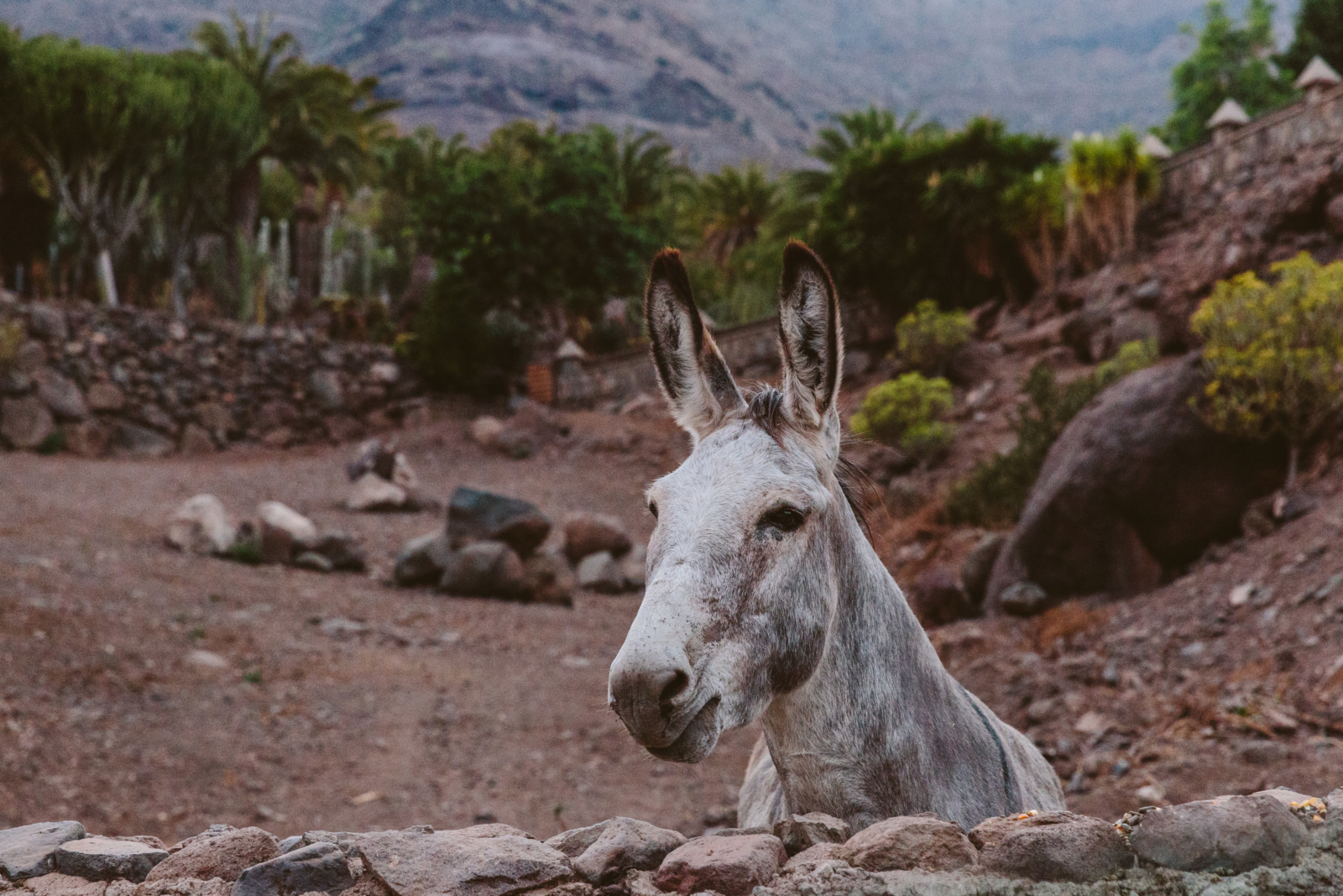 Begegnungen in Gran Canaria