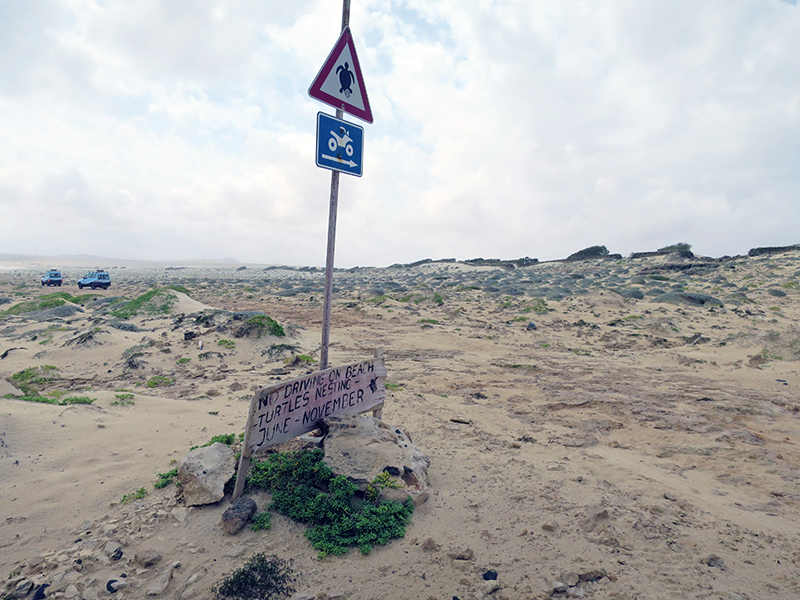 Auf Boa Vista bremst man gerne für Schildkröten.