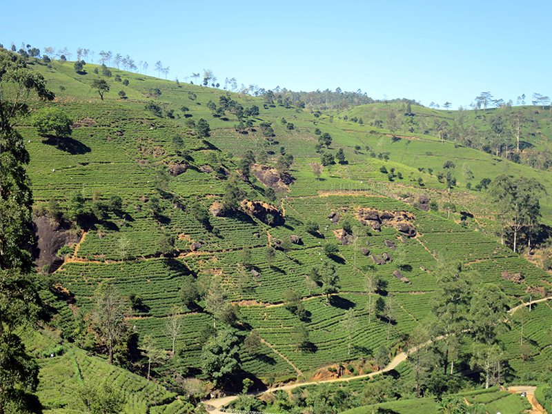 Sri Lanka ist reich an Teeplantagen im Hochland.