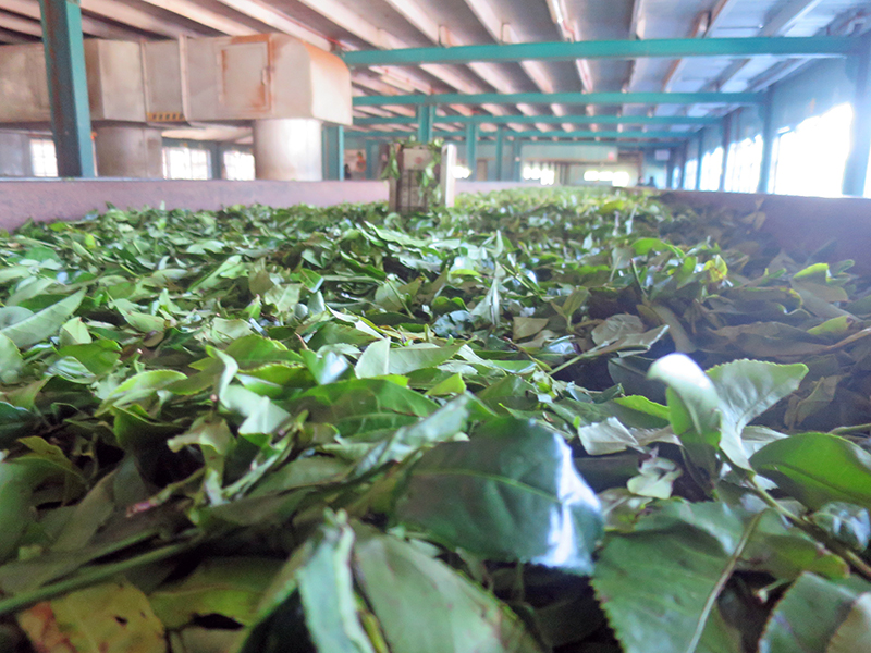 Urlauber können Teeplantagen und –produktionen besuchen.