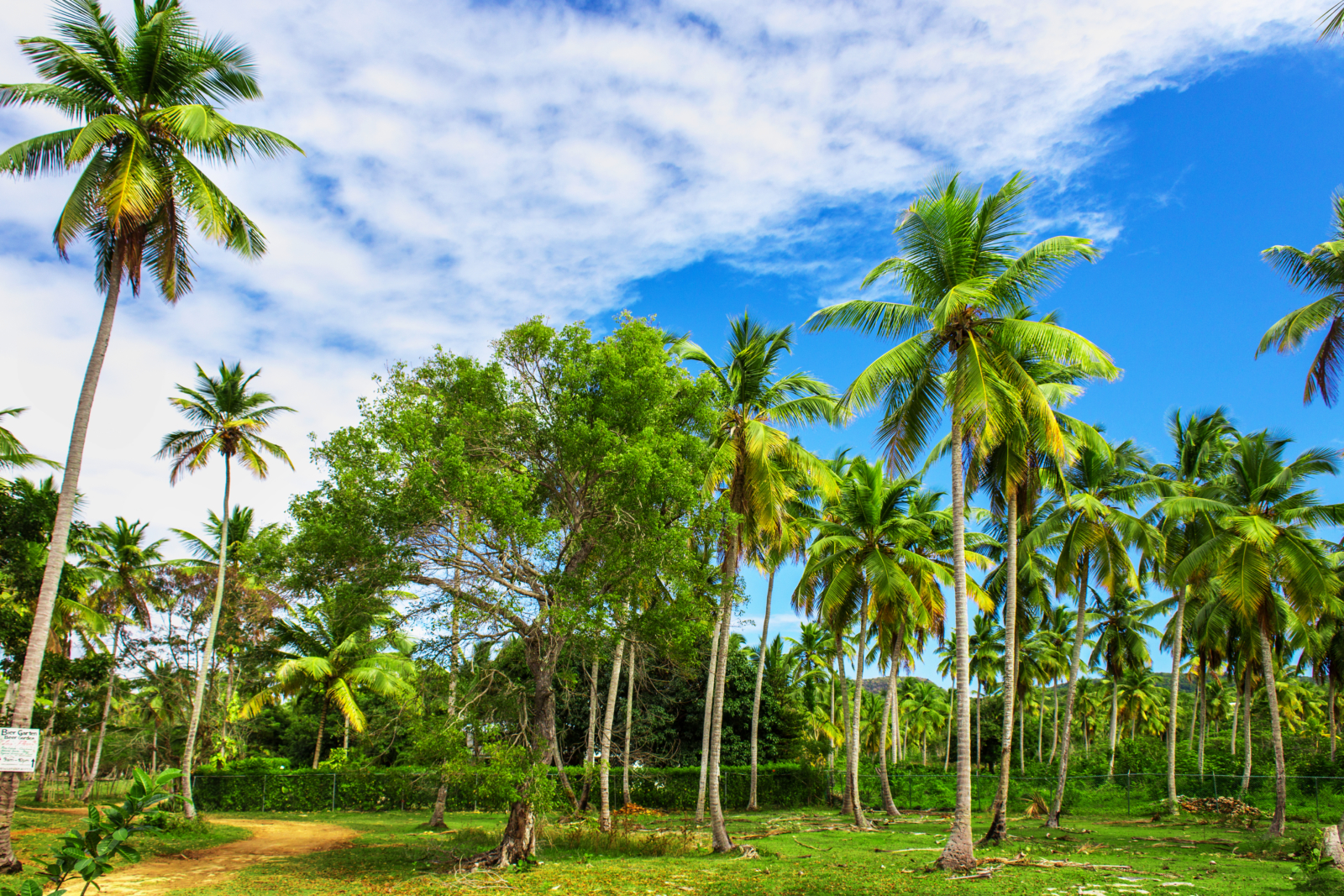 TUI Samana Palmengarten