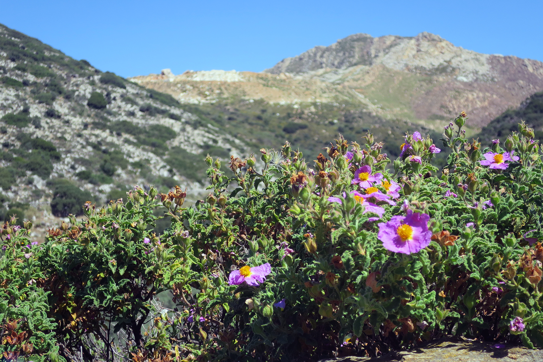 7 Highlights, die man auf Naxos erleben muss