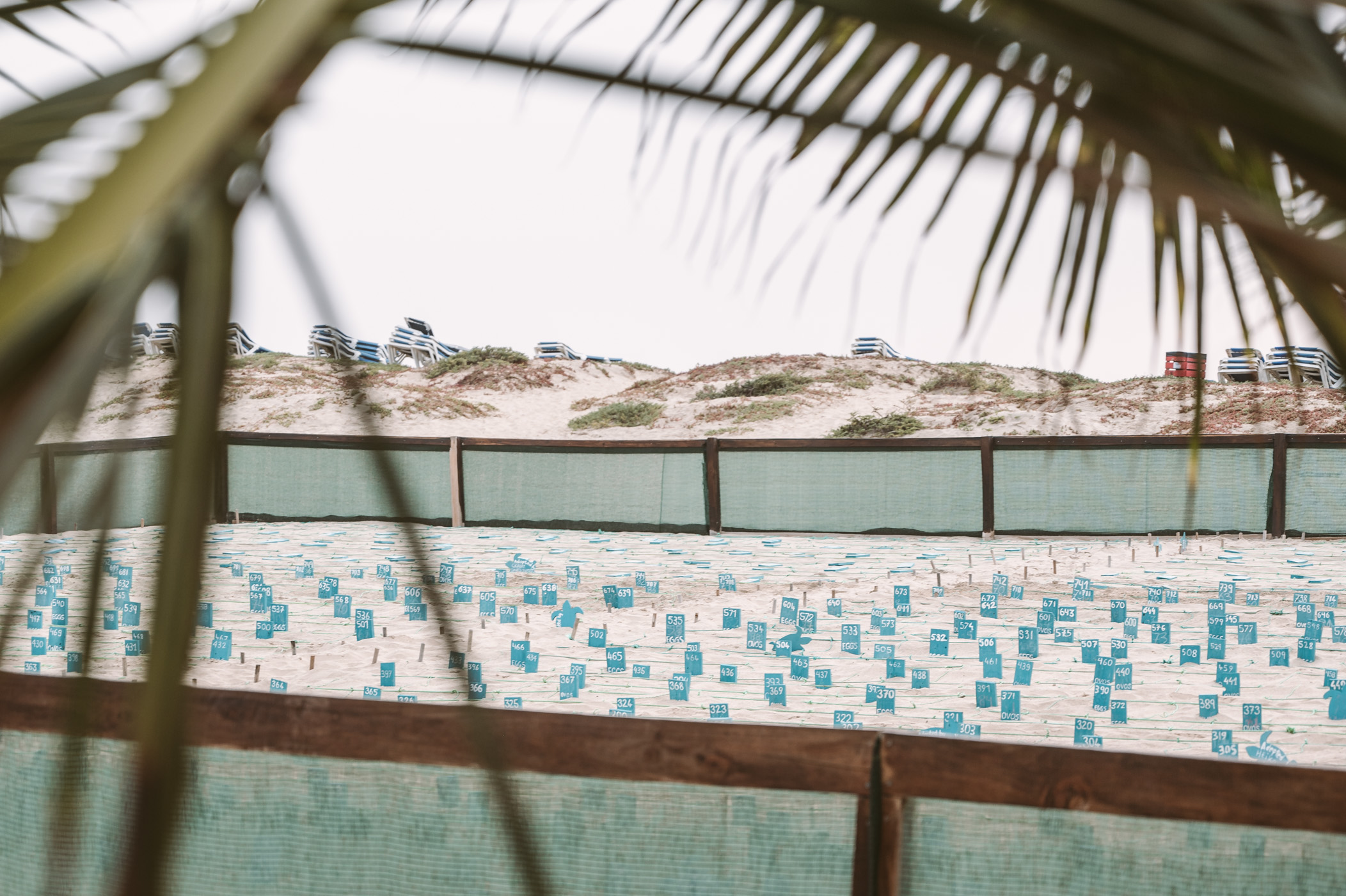 Project Biodiversity Turtle Foundation TUI Care Foundation Sal Kapverden